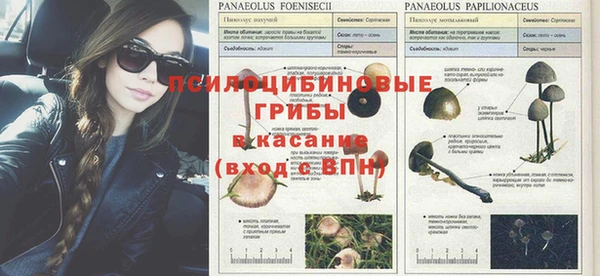 хмурый Верея